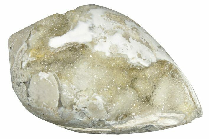 Chalcedony Replaced Gastropod With Sparkly Quartz - India #320843